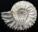 Pavlovia Ammonite Fossil - Siberia #29715-1